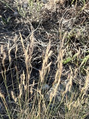 Bouteloua trifida