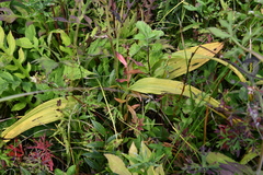 Veratrum maackii