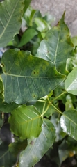 Ficus religiosa