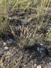 Bouteloua trifida