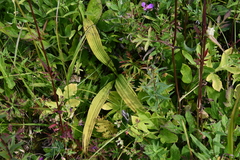 Veratrum maackii