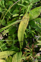 Veratrum maackii