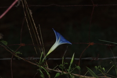 Ipomoea tricolor