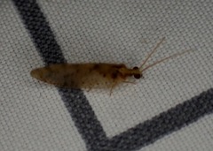 Hemerobius humulinus