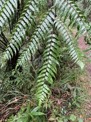 Gymnosphaera podophylla