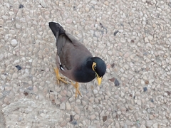 Acridotheres tristis