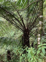 Gymnosphaera podophylla