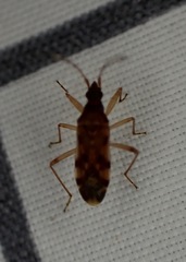 Ozophora picturata