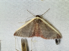 Idaea