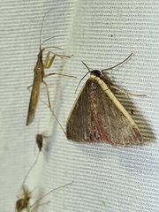 Idaea