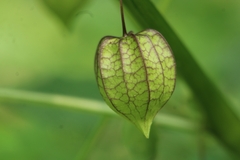 Physalis minima