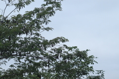 Lysiloma divaricatum