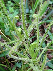 Drosera finlaysoniana