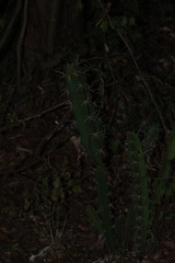 Acanthocereus
