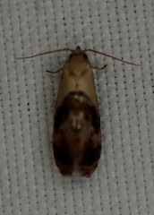 Cochylis