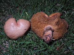 Suillus salmonicolor