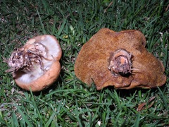 Suillus salmonicolor