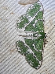 Eucyclodes insperata