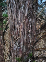 Chamaecyparis thyoides