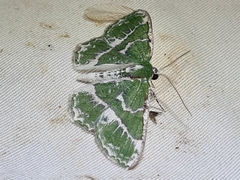 Eucyclodes insperata