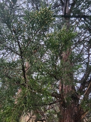 Chamaecyparis thyoides