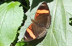 Adelpha lycorias lycorias