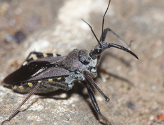 Rhynocoris