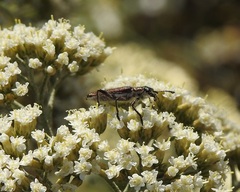 Cleridae