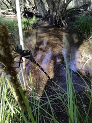 Archaeosynthemis leachii