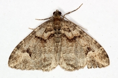 Catarhoe basochesiata