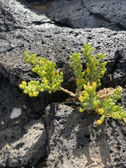 Tetraena fontanesii image