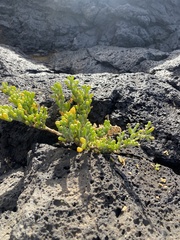 Tetraena fontanesii