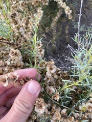 Salsola divaricata