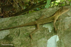 Ptyctolaemus gularis