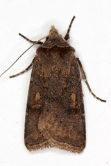 Cerastis faceta