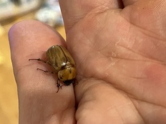 Cyclocephala signaticollis