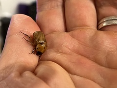 Cyclocephala signaticollis