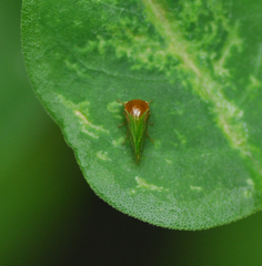 Membracidae