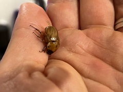 Cyclocephala signaticollis