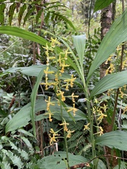 Cephalantheropsis obcordata