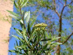 Tessaria dodonaeifolia