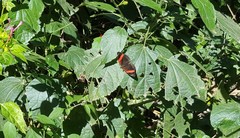Adelpha lycorias lycorias