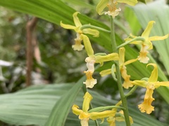 Cephalantheropsis obcordata