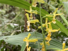 Cephalantheropsis obcordata