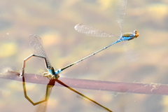 Pseudagrion rubriceps