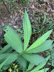 Cephalantheropsis obcordata