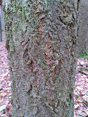 Pseudotsuga menziesii