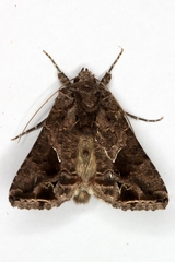 Ctenoplusia accentifera