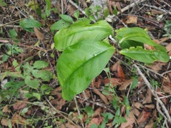 Euphorbia tithymaloides