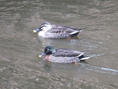 Anas platyrhynchos × zonorhyncha